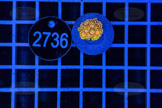 Goniopora Rainbow | LPS Coral | WYSIWYG