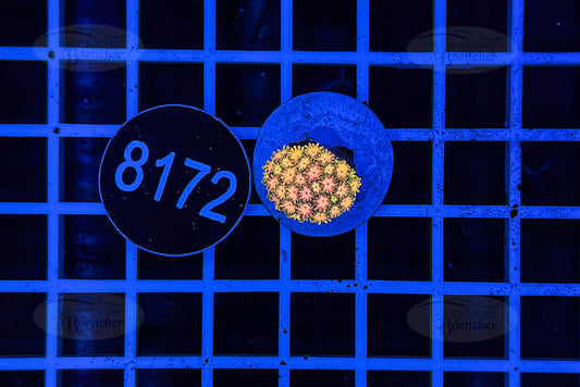 Goniopora Rainbow | LPS Coral | WYSIWYG