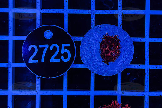 Goniopora Rainbow | LPS Coral | WYSIWYG