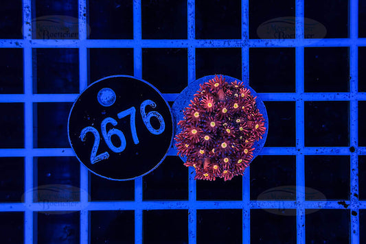 Goniopora Rainbow | LPS Coral | WYSIWYG