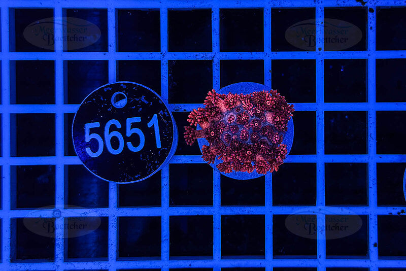 Goniopora Rainbow | LPS Coral | WYSIWYG