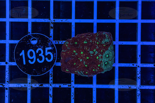 Favites | LPS Koralle | WYSIWYG