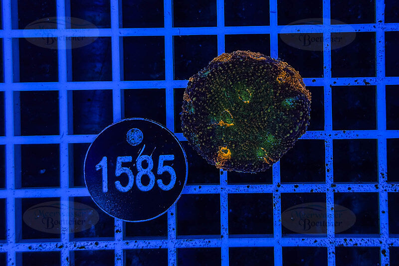 Acanthastrea echinata | LPS Coral | WYSIWYG