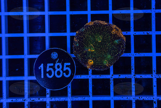 Acanthastrea echinata | LPS Coral | WYSIWYG