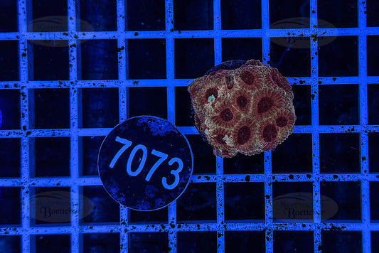 Favia | LPS Coral | WYSIWYG