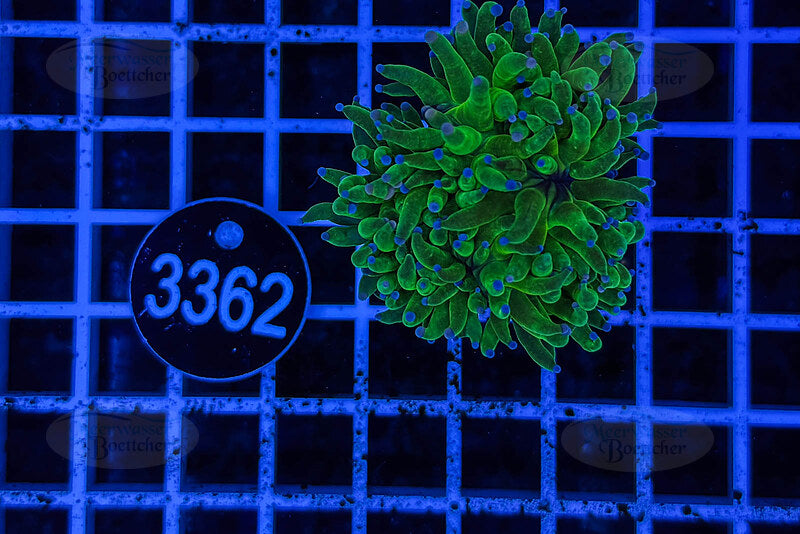 Euphyllia glabrescens | Corail LPS | WYSIWYG