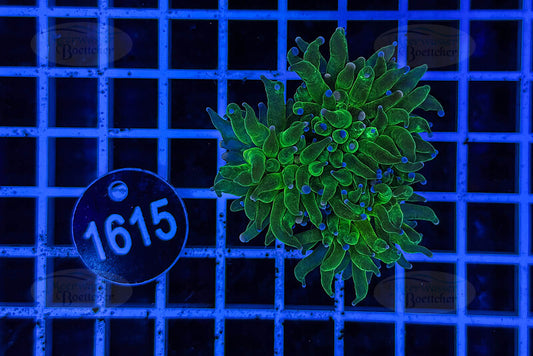 Euphyllia glabrescens | LPS Koralle | WYSIWYG