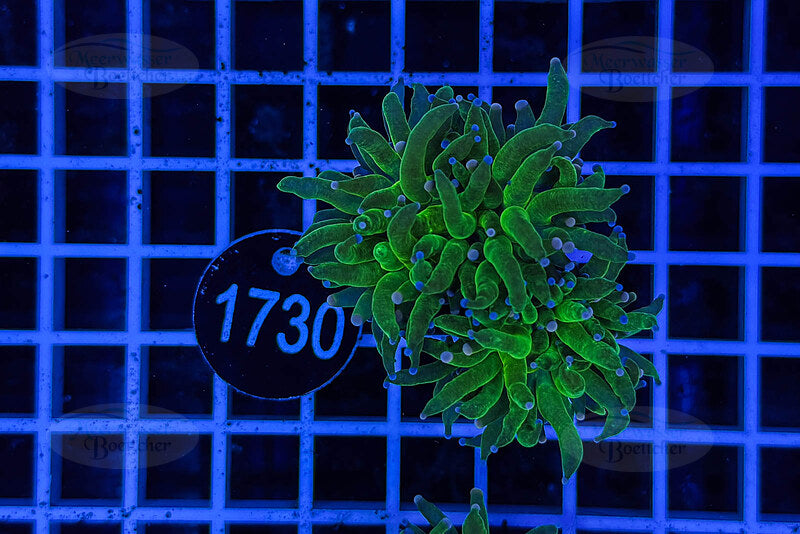 Euphyllia glabrescens | Corail LPS | WYSIWYG