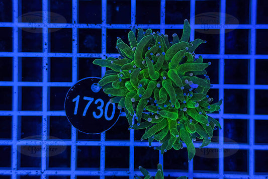 Euphyllia glabrescens | LPS Koralle | WYSIWYG