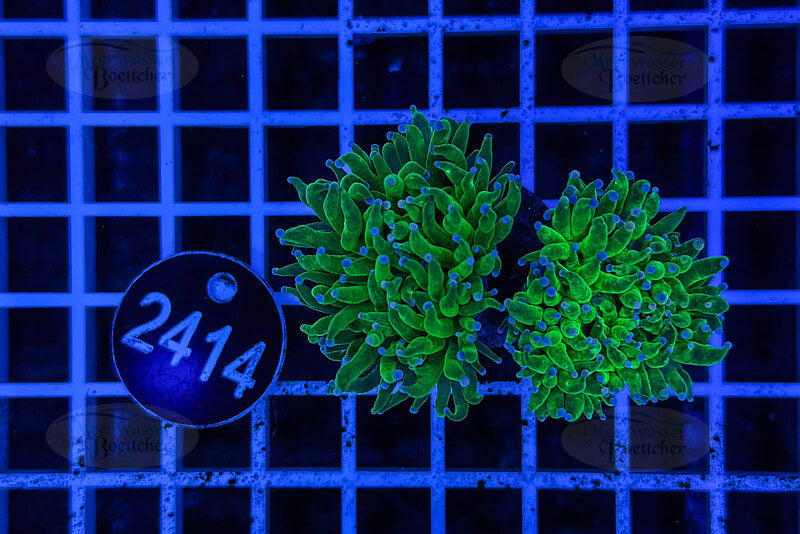 Euphyllia glabrescens | Corail LPS | WYSIWYG