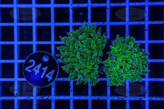 Euphyllia glabrescens | LPS Koralle | WYSIWYG