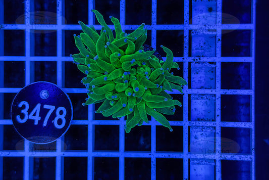 Euphyllia glabrescens | LPS Koralle | WYSIWYG