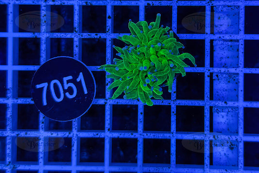 Euphyllia glabrescens | LPS Koralle | WYSIWYG