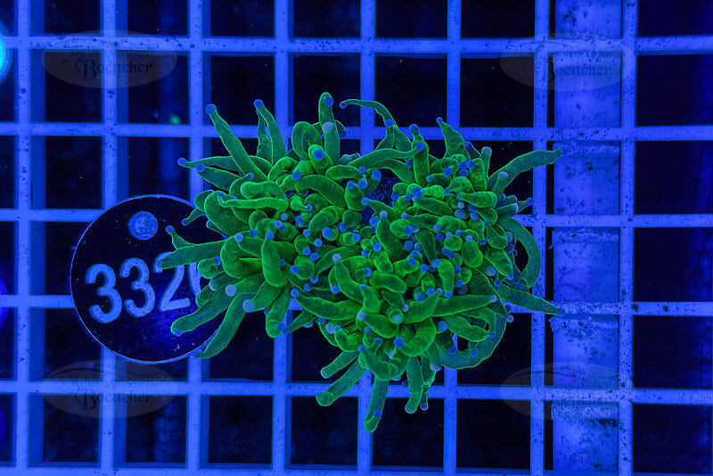 Euphyllia glabrescens | Corail LPS | WYSIWYG