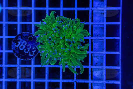 Euphyllia glabrescens | LPS Koralle | WYSIWYG