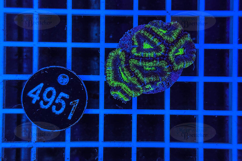 Acanthastrea lordhowensis | LPS Coral | WYSIWYG