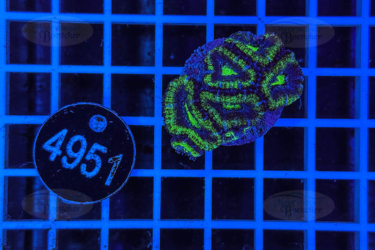 Acanthastrea lordhowensis | LPS Coral | WYSIWYG