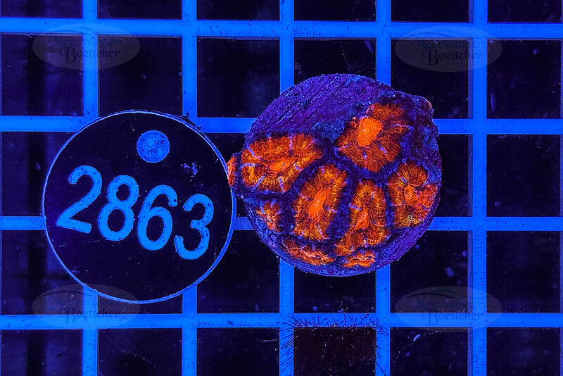 Acanthastrea lordhowensis Ultra | LPS Coral | WYSIWYG