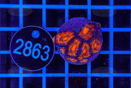 Acanthastrea lordhowensis Ultra | LPS Coral | WYSIWYG