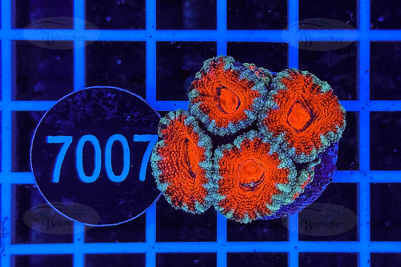 Acanthastrea lordhowensis Ultra | LPS Coral | WYSIWYG