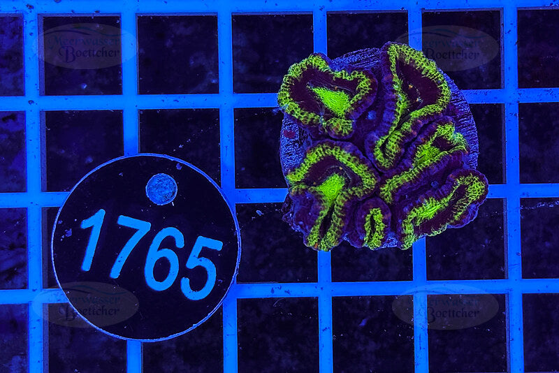 Acanthastrea lordhowensis Ultra | LPS Coral | WYSIWYG