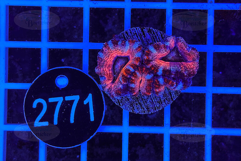 Acanthastrea lordhowensis Ultra | LPS Coral | WYSIWYG