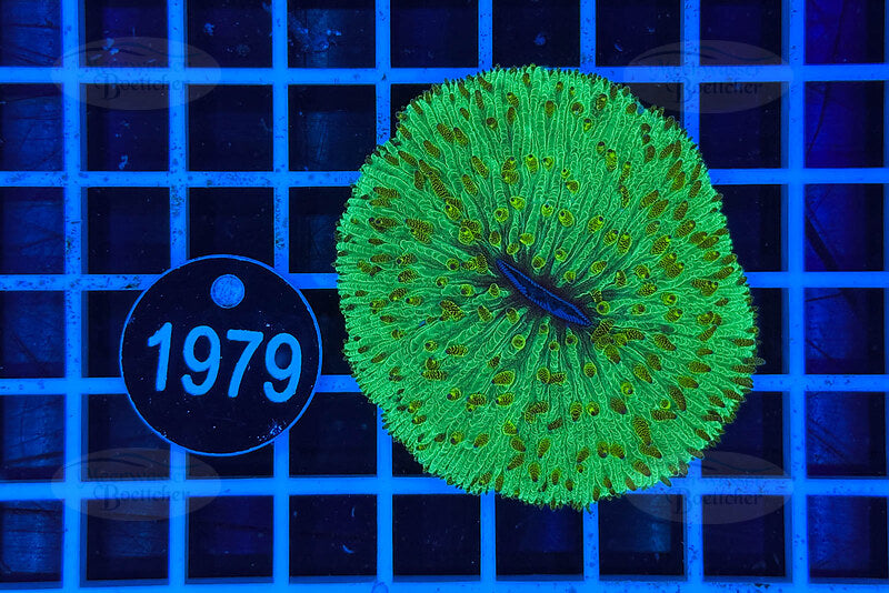 Fungia | LPS Coral | WYSIWYG