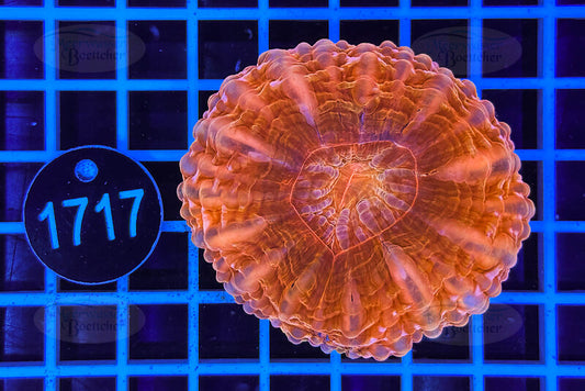 Cynarina lacrymalis | LPS Coral | WYSIWYG