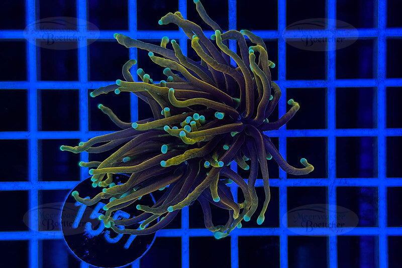 Euphyllia glabrescens | LPS Coral | WYSIWYG