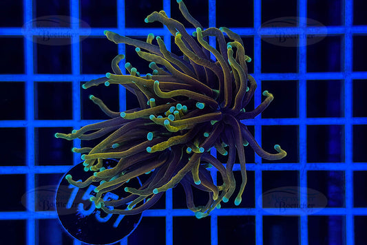 Euphyllia glabrescens | LPS Coral | WYSIWYG