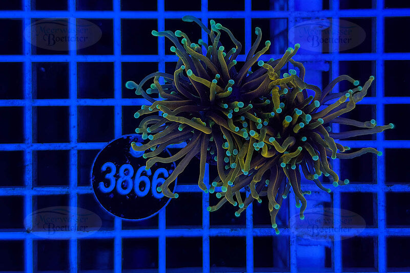 Euphyllia glabrescens | LPS Coral | WYSIWYG