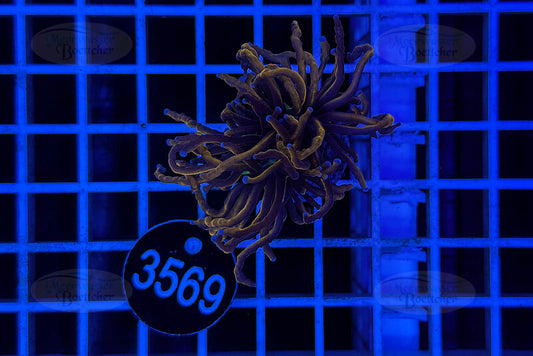 Euphyllia glabrescens | LPS Coral | WYSIWYG