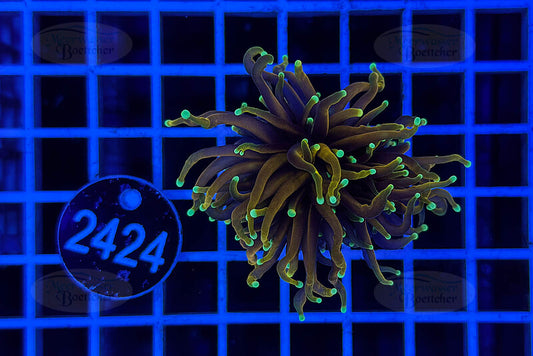 Euphyllia glabrescens | LPS Coral | WYSIWYG