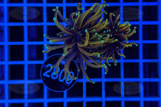 Euphyllia glabrescens | LPS Coral | WYSIWYG