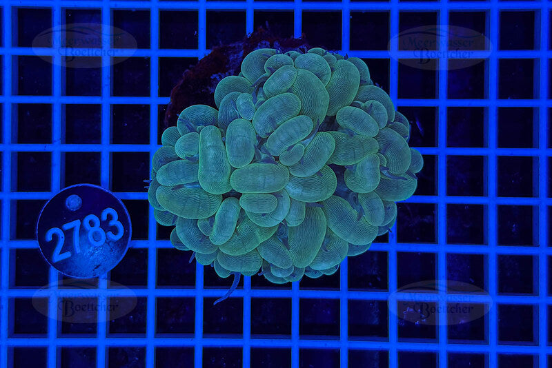 Plerogyra | LPS Coral | WYSIWYG