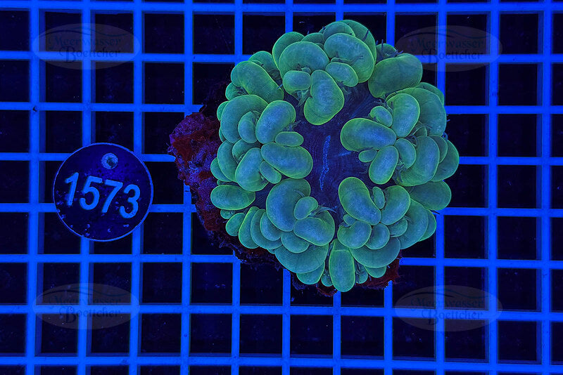 Plerogyra | LPS Coral | WYSIWYG