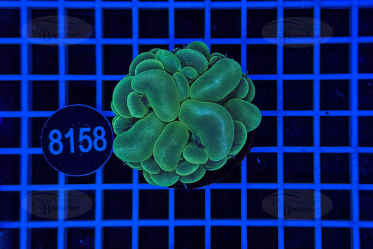 Plerogyra | LPS Coral | WYSIWYG