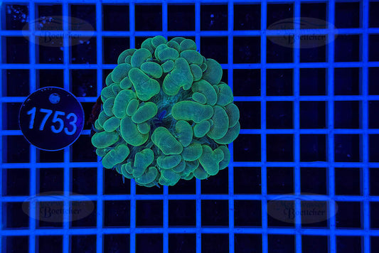 Plerogyra | LPS Coral | WYSIWYG