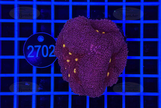 Lobophyllia | LPS Coral | WYSIWYG