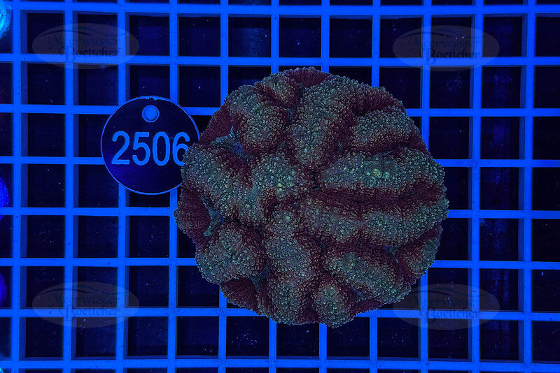 Lobophyllia | LPS Coral | WYSIWYG