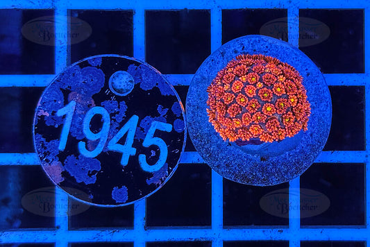 Goniopora Rainbow | LPS Coral | WYSIWYG