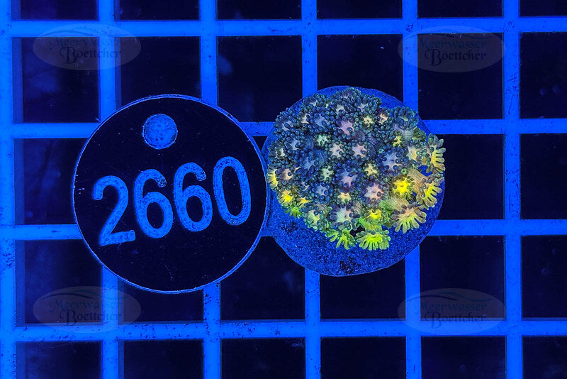Goniopora Rainbow | LPS Coral | WYSIWYG