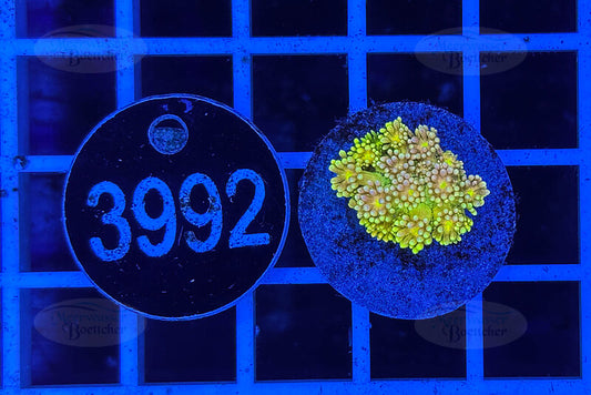 Goniopora Rainbow | LPS Coral | WYSIWYG