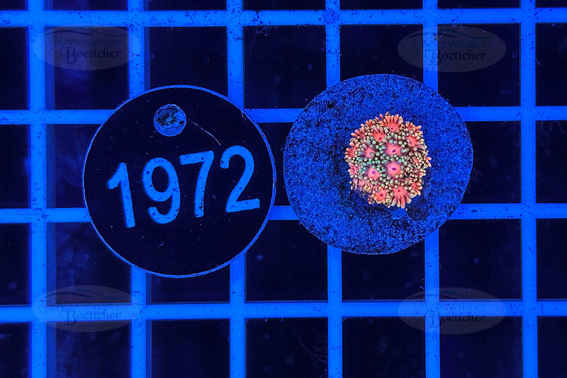 Goniopora Rainbow | LPS Coral | WYSIWYG