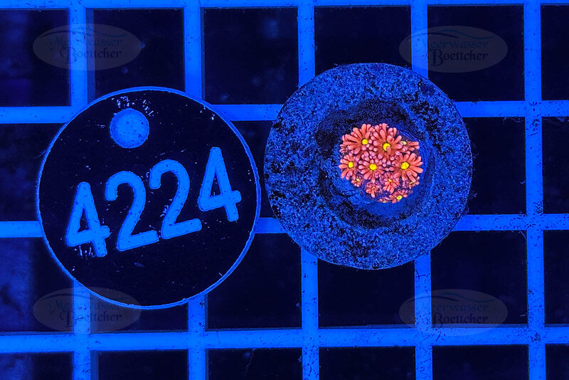 Goniopora Rainbow | Corail LPS | WYSIWYG