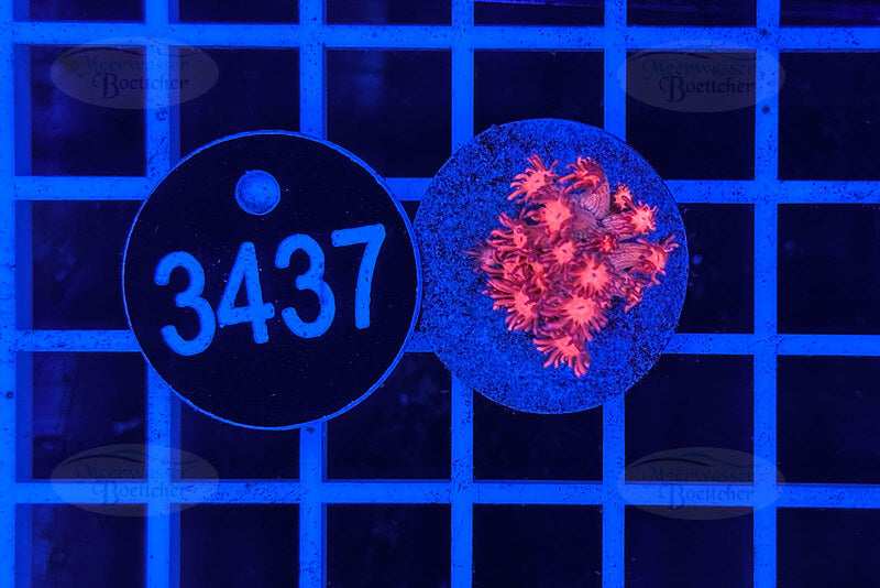 Goniopora Rainbow | LPS Coral | WYSIWYG