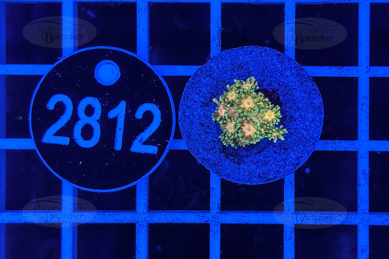 Goniopora Rainbow | LPS Coral | WYSIWYG