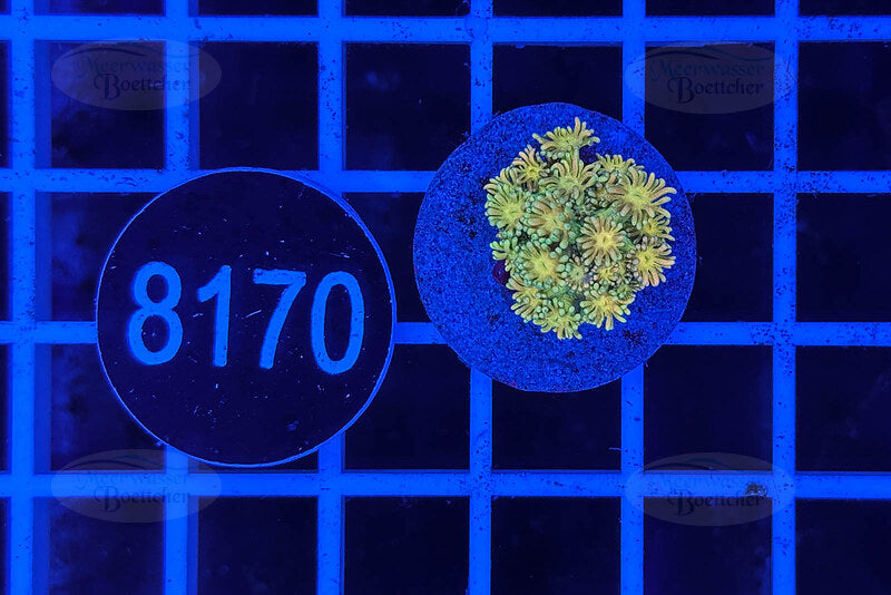 Goniopora Rainbow | LPS Coral | WYSIWYG