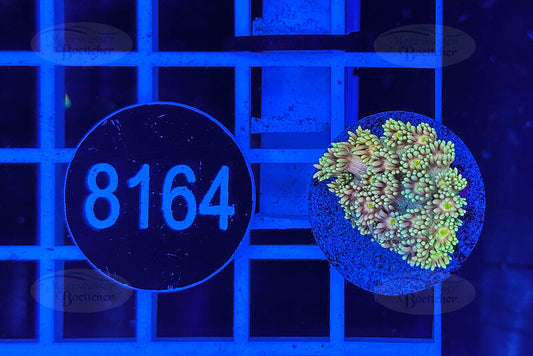 Goniopora Rainbow | LPS Coral | WYSIWYG