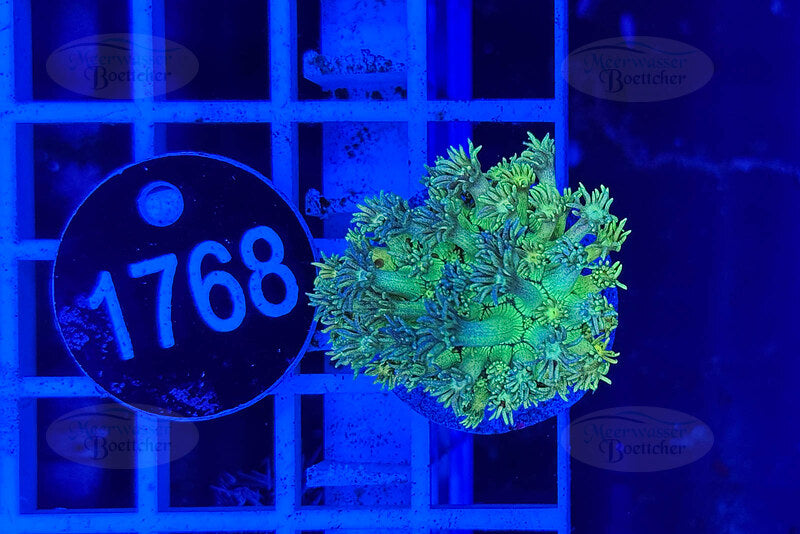 Goniopora Rainbow | LPS Coral | WYSIWYG